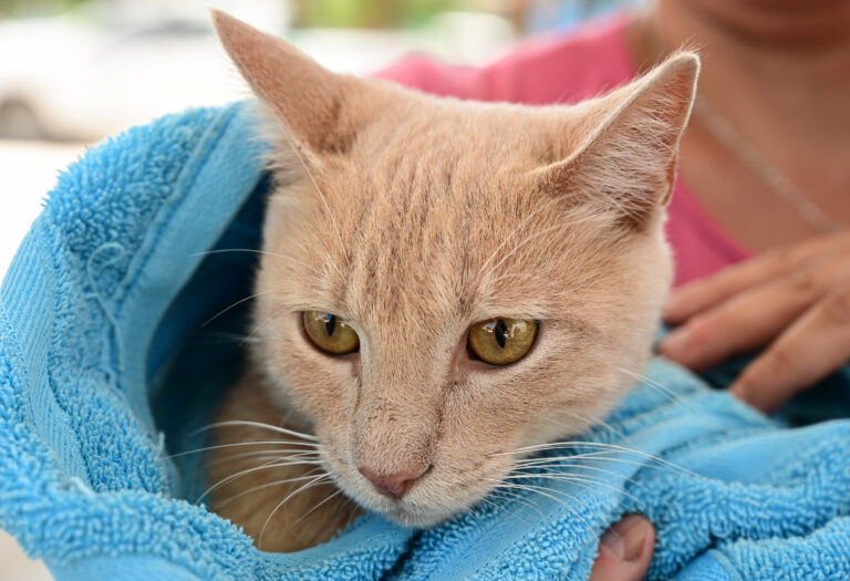 PROESPA emite recomendaciones para proteger a las mascotas en temporada de calor