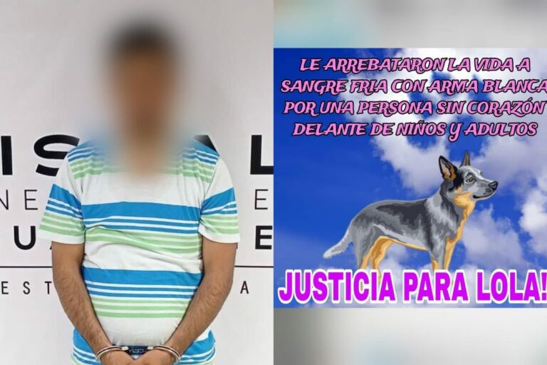 Perrita Lola habría atacado a un menor en Aguascalientes