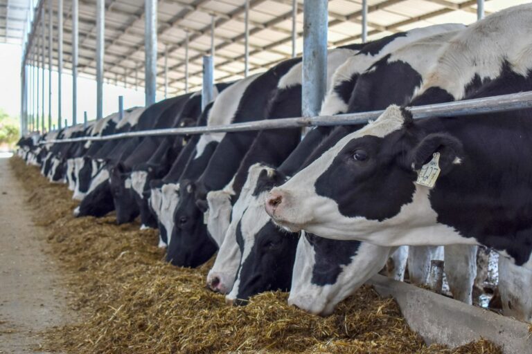 Aguascalientes busca soluciones para productores lecheros