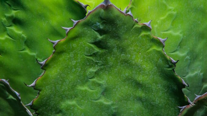 Plantación de especies vegetales nativas en los hogares favorece a la sustentabilidad de las ciudades