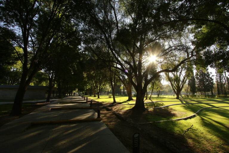 ¿Un árbol soluciona los efectos del cambio climático? | Ambientalistas por María Guadalupe Castorena Esparza 