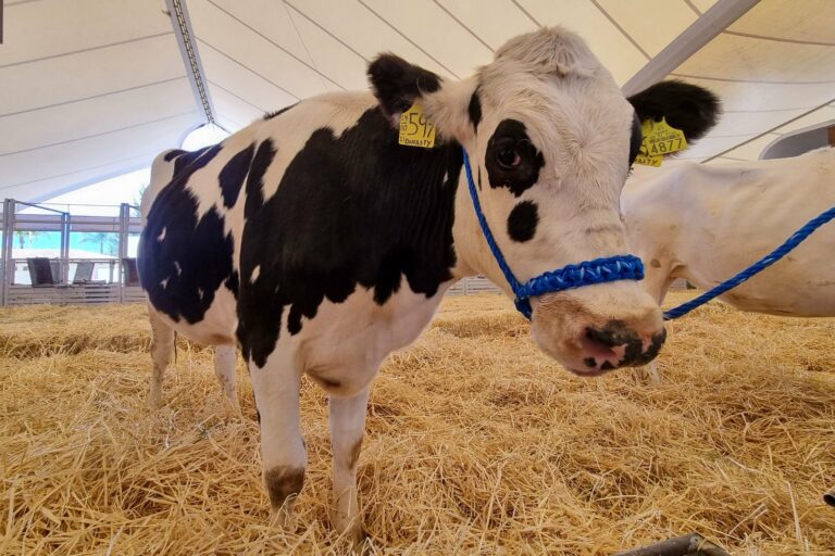 Aguascalientes será sede de la 89 Asamblea de la Convención Nacional Ganadera