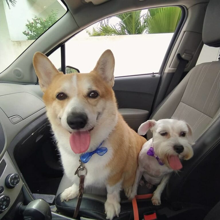 Jesús María llama a extremar cuidados con mascotas por altas temperaturas 