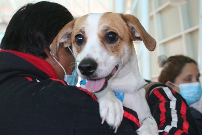Esta semana, atención veterinaria gratuita en el Palomina Dena y La Ribera