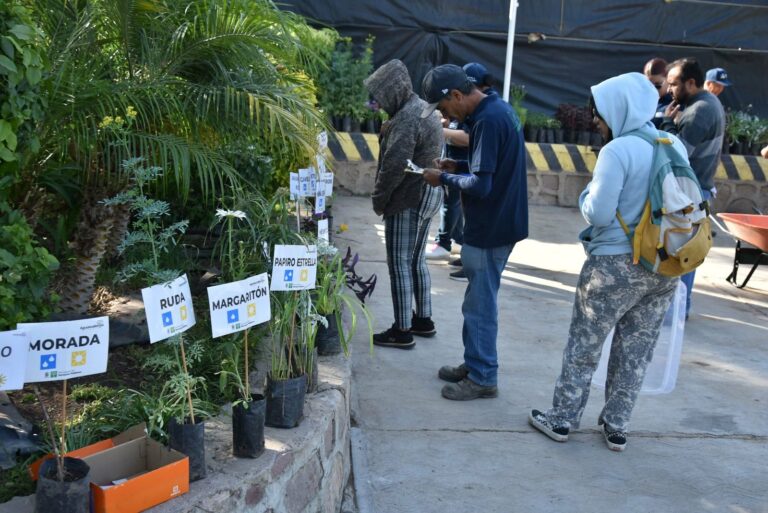 Adopta árboles y plantas para contrarrestar los efectos climáticos