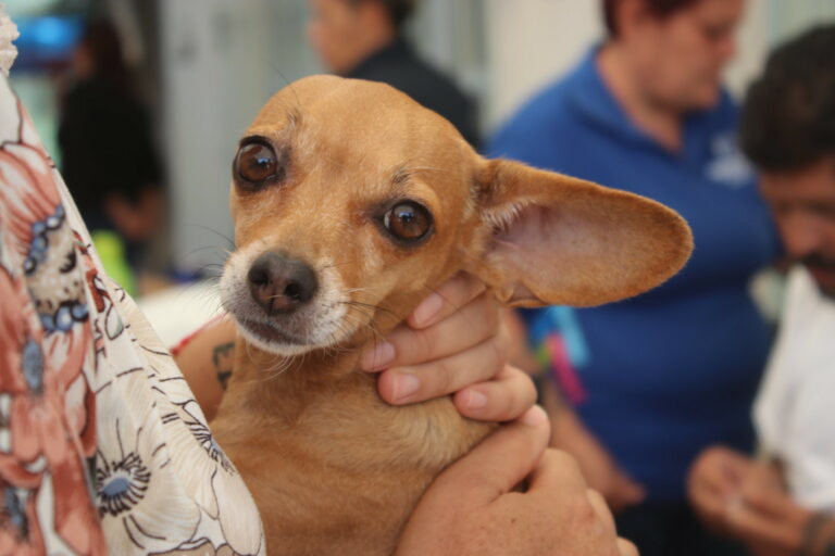 Esta semana, servicios veterinarios gratuitos en Ciudad Gótica y Pabellón de Hidalgo