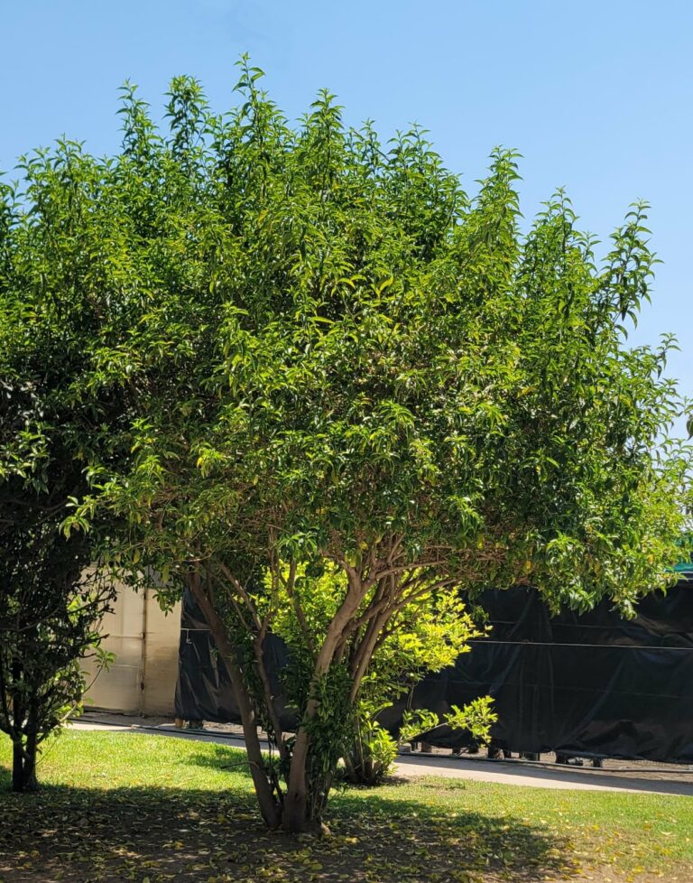 Informa municipio sobre especies de árboles no aptas para banquetas