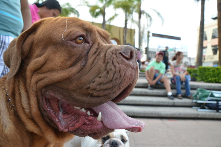 Aprueba Congreso reforma en materia de cuidado y protección de animales domésticos