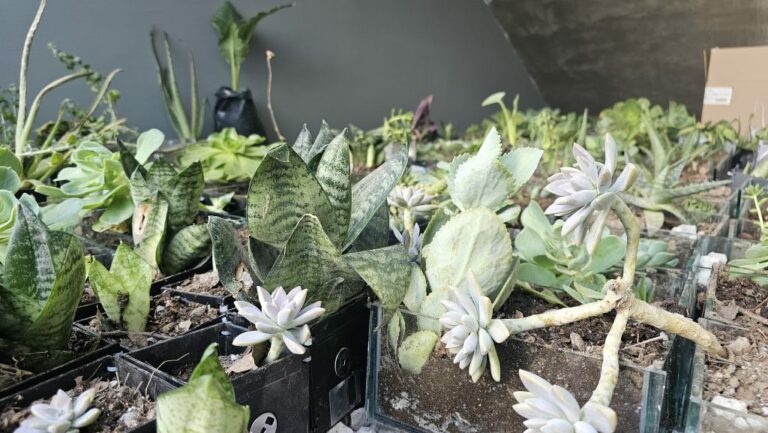 UAA llama a participar en el Trueque Ambiental 2024