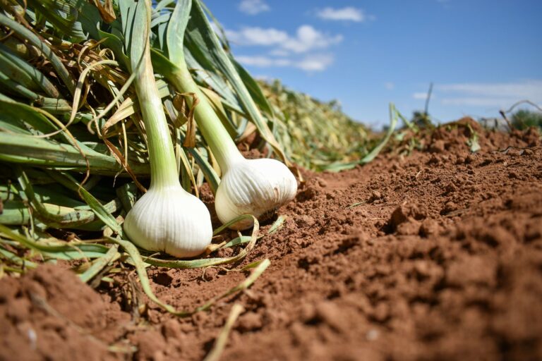 Agradece Secretaría de Agricultura apoyo de la FAO para revitalizar el campo mexicano