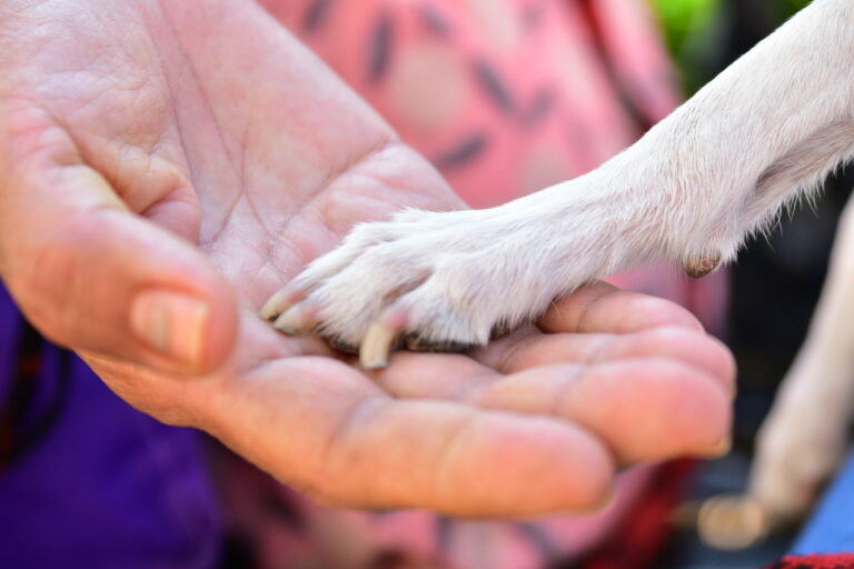 Alcalde de Aguascalientes invita a la ciudadanía a adoptar mascotas