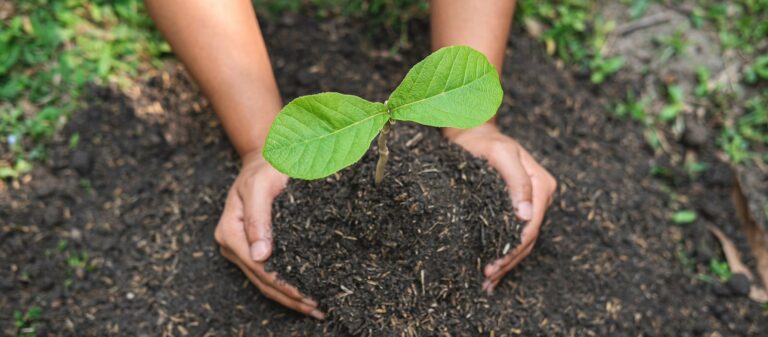 Alianza por la Defensa de Nuestros Árboles y Áreas Verdes en Aguascalientes demandan acciones concretas 