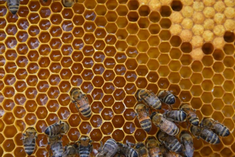 Aguascalientes será sede del Congreso Internacional de Actualización Apícola