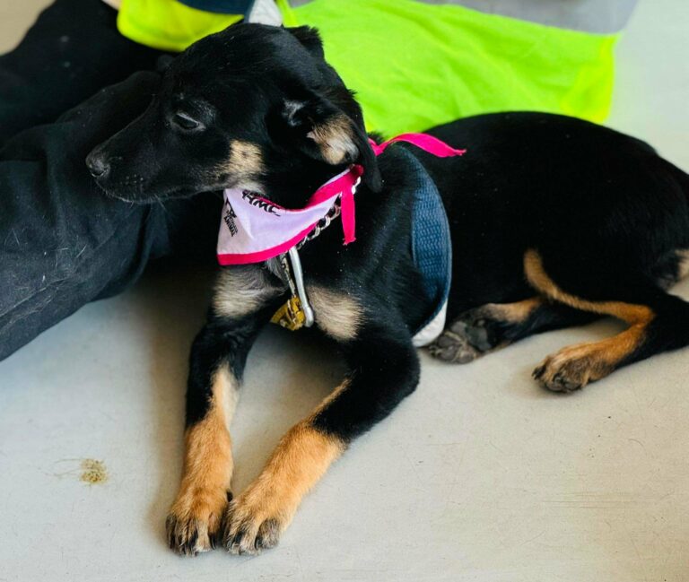Campaña de esterilización felina y canina en el Guadalupe Peralta