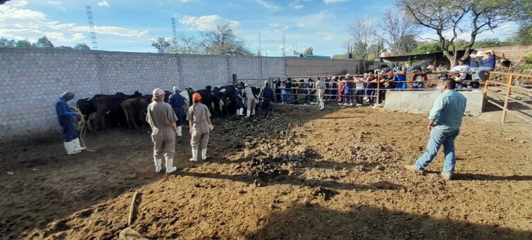 Mejora en Control de Ganado es en Beneficio de la Salud  