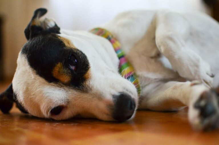 Anuncian últimas esterilizaciones de junio en el Quirófano Veterinario Móvil en Aguascalientes