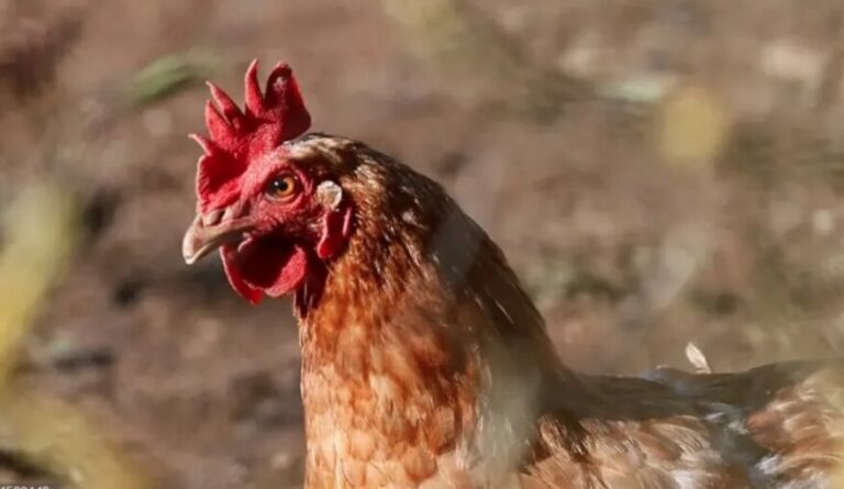 OMS reporta muerte en México del primer caso de gripe aviar H5N2 en el mundo 