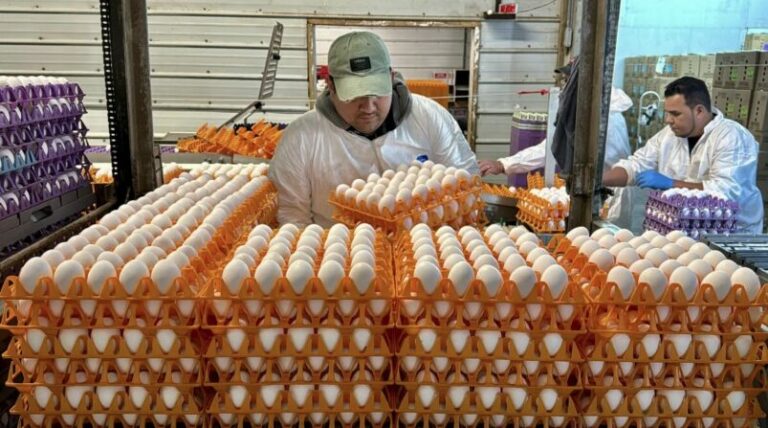 Alcocer niega muerte por gripe aviar en México 