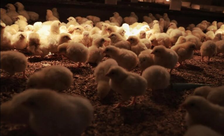 Con 100 millones de aves muertas, la industria podría servir de ejemplo a granjeros ante gripe aviar