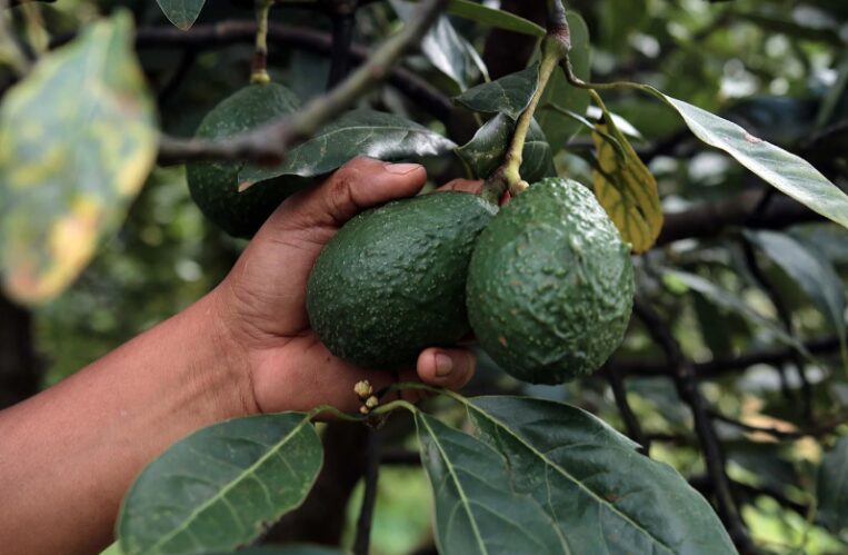 AMLO critica a EU por suspender importación de aguacate 