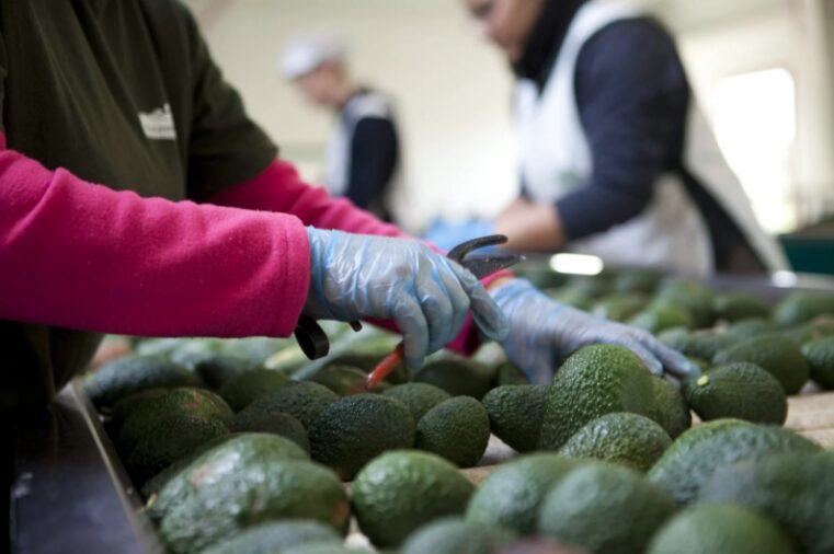AMLO espera que se normalice la exportación de aguacate a EU 