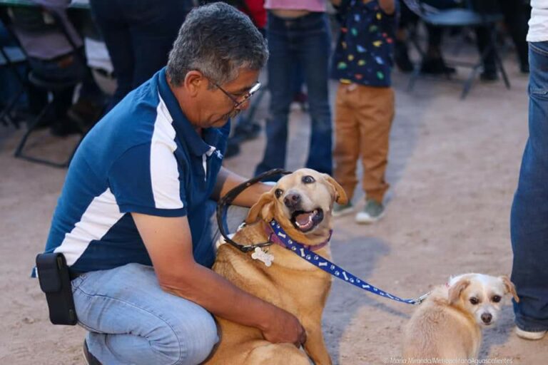 ISSEA ofrecerá cirugías gratuitas de esterilización para caninos y felinos 