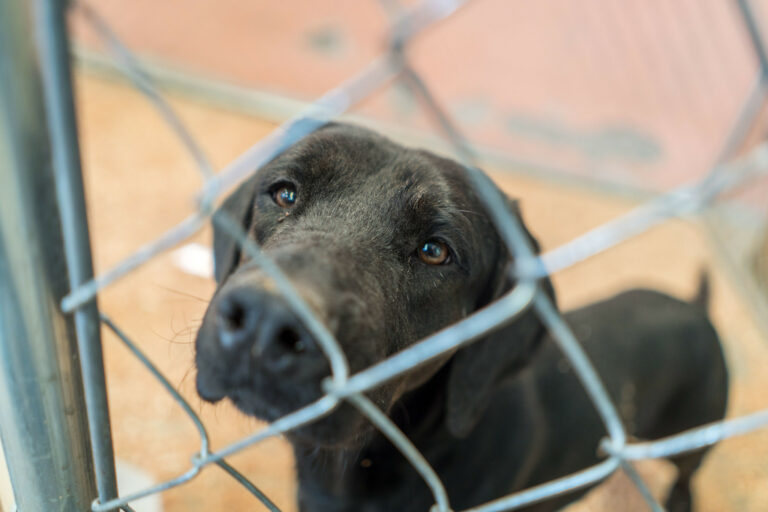 Su misión de vida es ser rescatista de animales