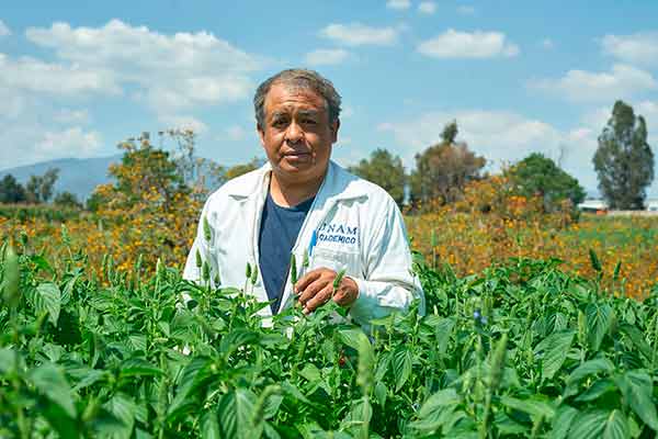 Desarrollan alimento para conejo con características similares a la alfalfa 