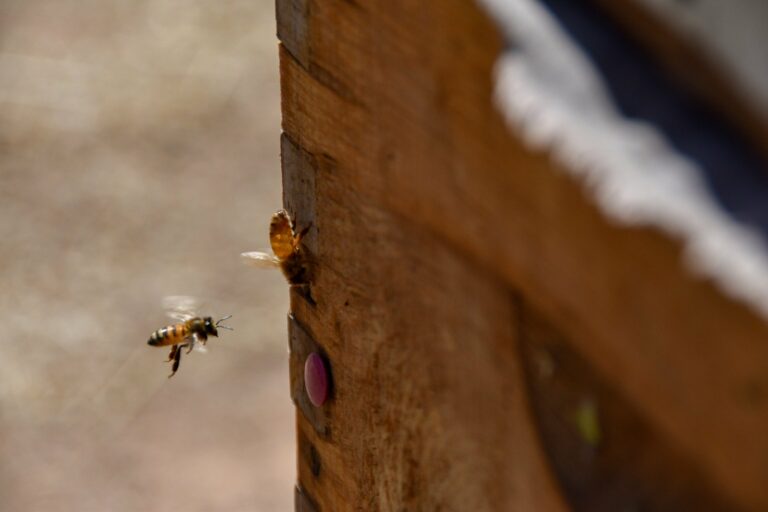 Comisión Permanente presentó iniciativa de ley de protección para las abejas 