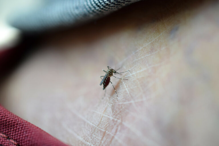 Pega dengue a Aguascalientes, se contabilizan 18 casos