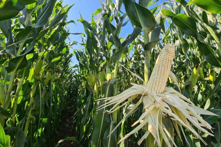Campesinos de Aguascalientes auguran buen temporal por recientes lluvias