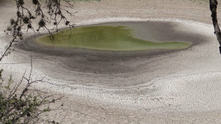 Persisten los estragos tras cinco años de sequía en Aguascalientes