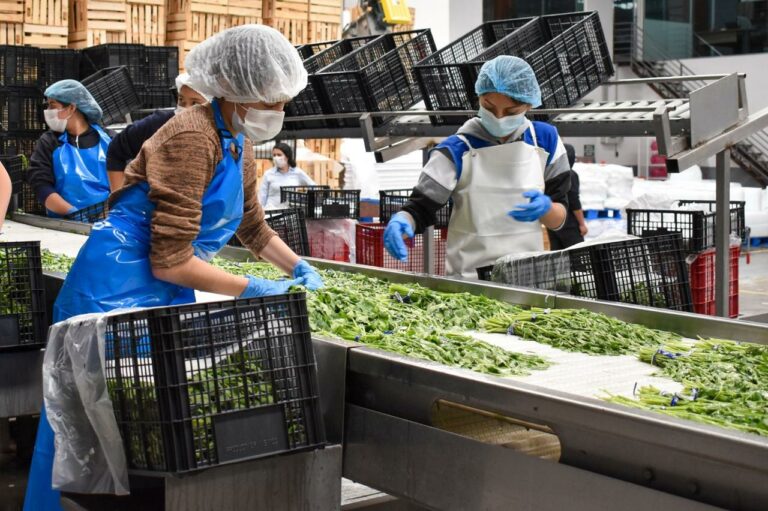 Los Mirasoles, la empresa que lleva el campo de Aguascalientes al mundo