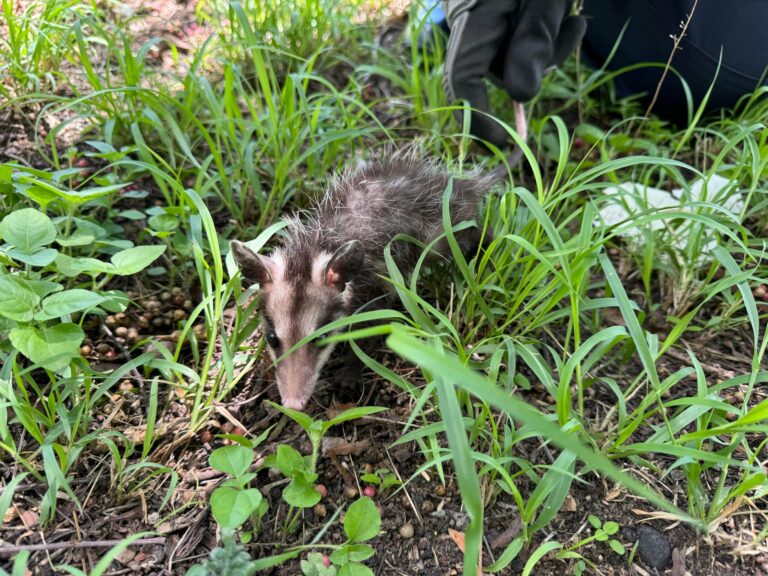 Alertan sobre animales silvestres en mancha urbana por temporada de lluvias