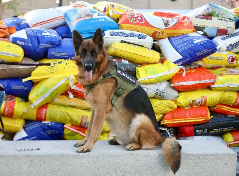 Invitan a rescatistas a participar en la convocatoria Croquetón 2024