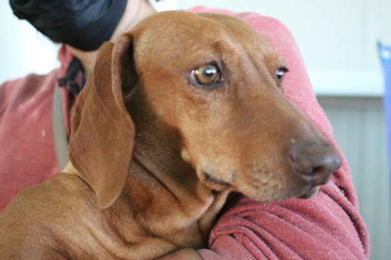 Habrá servicios veterinarios gratuitos en Tepezalá este 12 de julio 