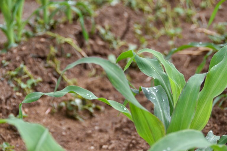 Gracias a las lluvias, comienzan a brotar los primeros cultivos de temporal del año en Aguascalientes