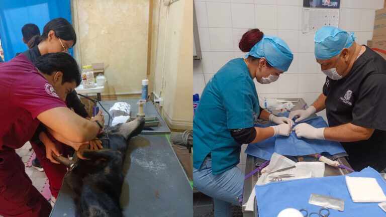 Ofrece municipio de Aguascalientes servicio de esterilización canina y felina a bajo costo