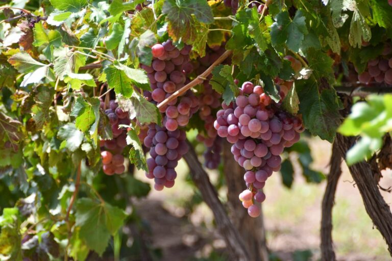 Aguascalientes es el 4° productor de uva en el país 