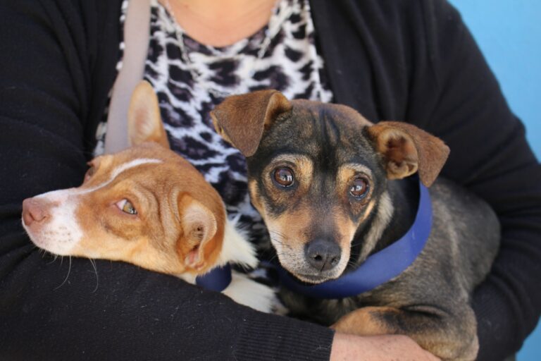 Gobierno del Estado llevará servicios veterinarios gratuitos a Pabellón de Arteaga 