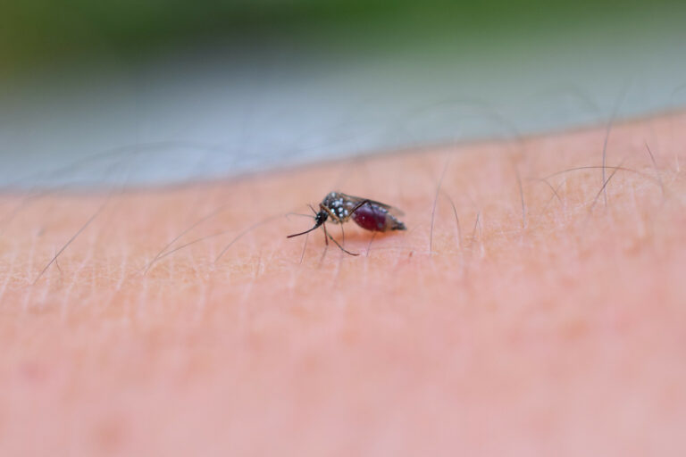 Dengue al alza y covid a la baja en Aguascalientes