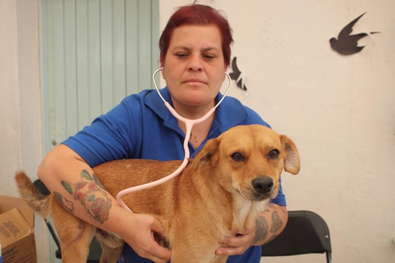 Servicios veterinarios gratuitos este viernes en Rincón de Romos 