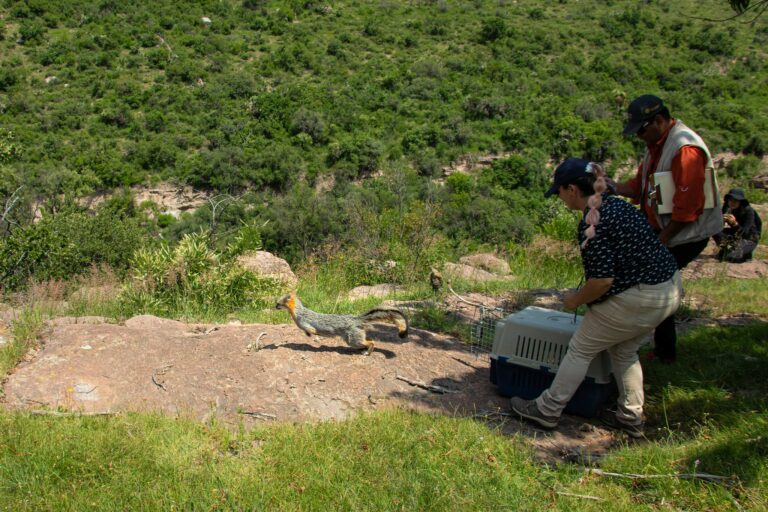 Gracias al proyecto DAN de la UAA, se concreta liberación de una zorra gris