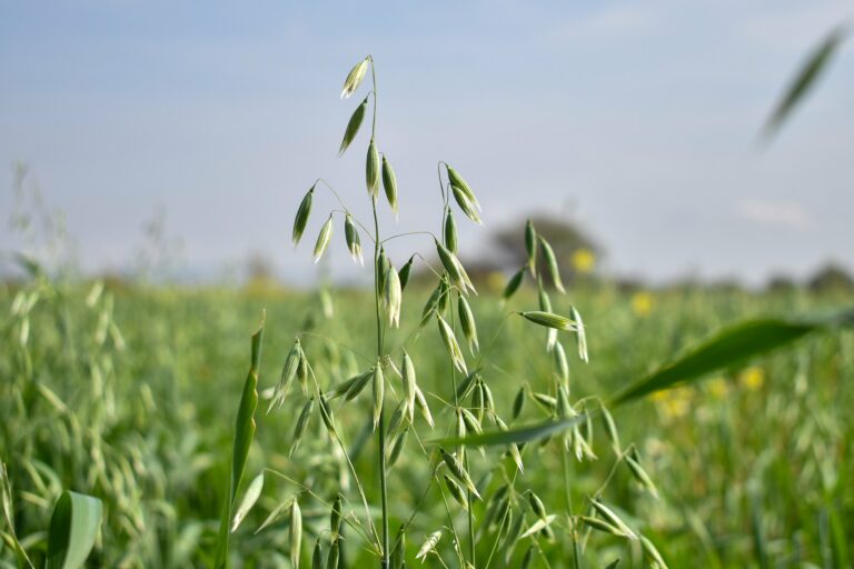 Gobierno del Estado anuncia apoyos de semilla de avena para productores del campo