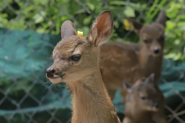 3 nuevos cervatillos son parte de la Posta Zootécnica de la UAA 