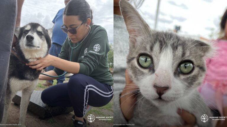 HSI/México lanza un programa para mejorar el bienestar de los animales de compañía