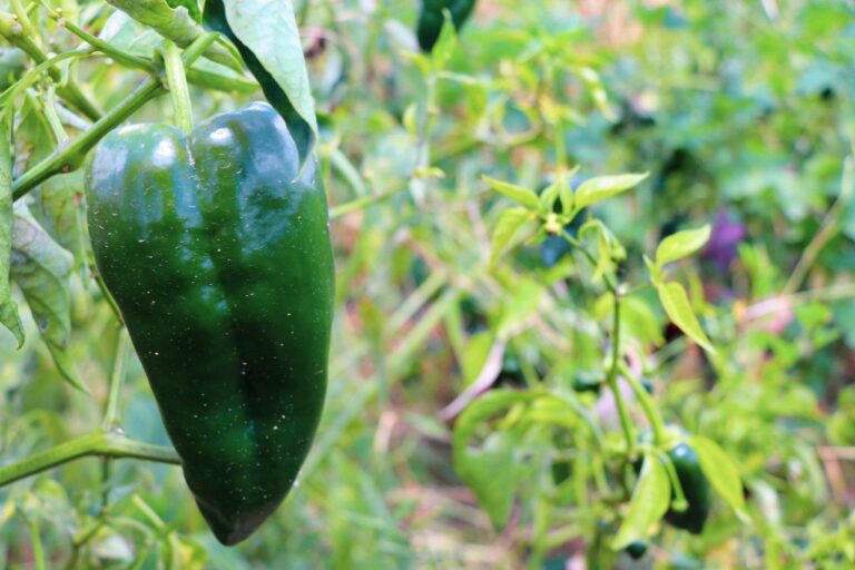 Gobierno del Estado impulsa el fortalecimiento de productores locales