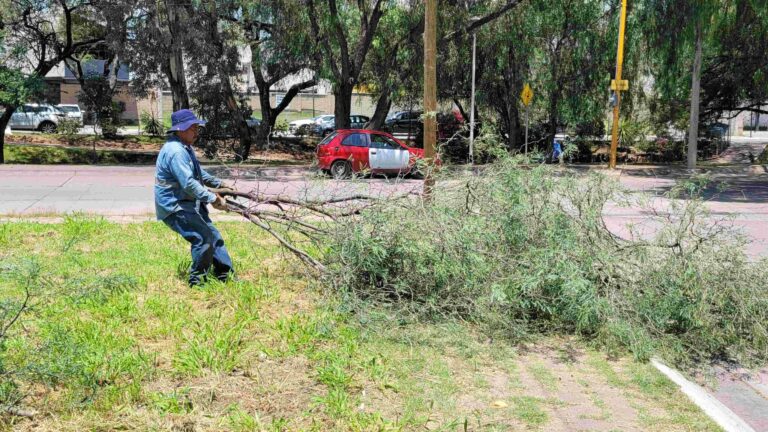 Ayuntamiento de Aguascalientes aumenta atención a reportes de ramas caídas por lluvias