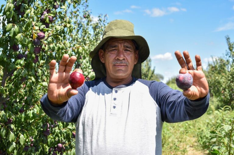 Implementan programa de apoyo a los productores de ciruela en Aguascalientes