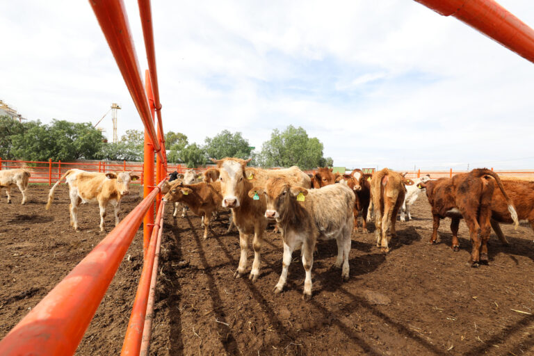Ingresa ganado al país sin las medidas sanitarias